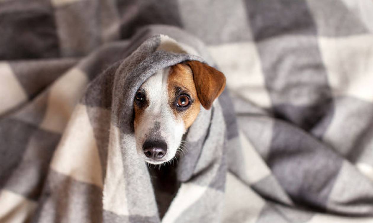Κι όμως τα σκυλιά κολλάνε γρίπη: Ποια τα συμπτώματα – Πως θα φροντίσουμε τους τετράποδους φίλους μας