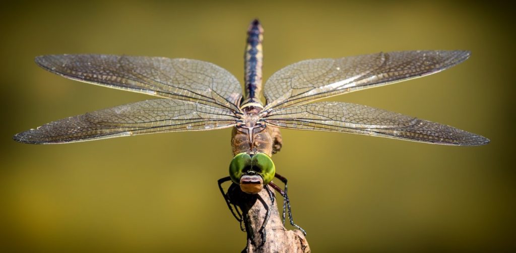 Το έντομο που μπορεί να μετρήσει ως το πέντε – Διαθέτει απίστευτη ευφυΐα