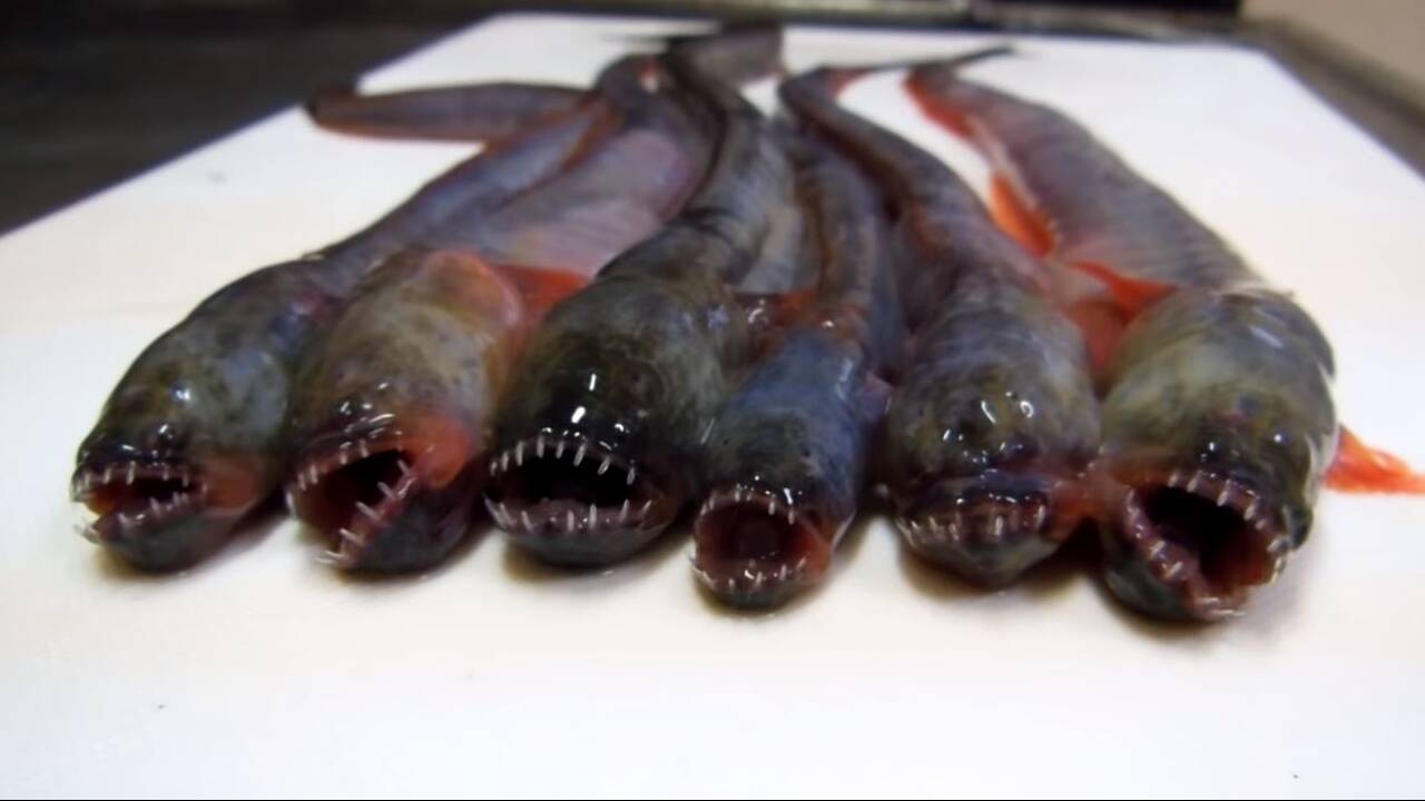 Ψάρι «Alien» τρελαίνει τους Ιάπωνες (βίντεο)