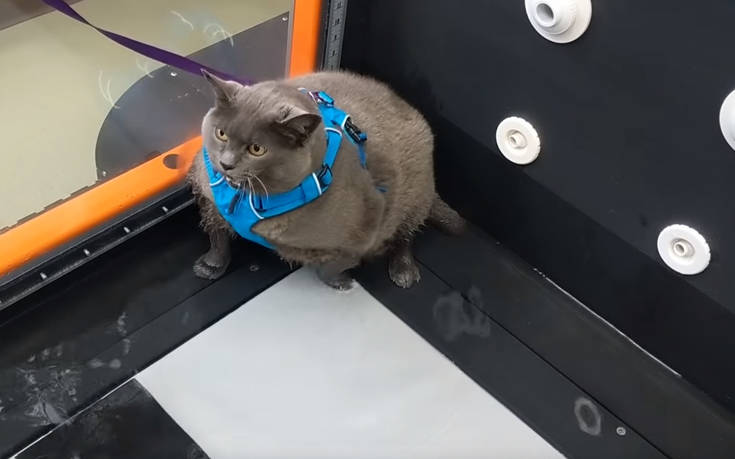 Αυτή η υπέρβαρη γάτα  μάλλον… δεν είναι και τόσο πρόθυμη να κάνει γυμναστική (βίντεο)