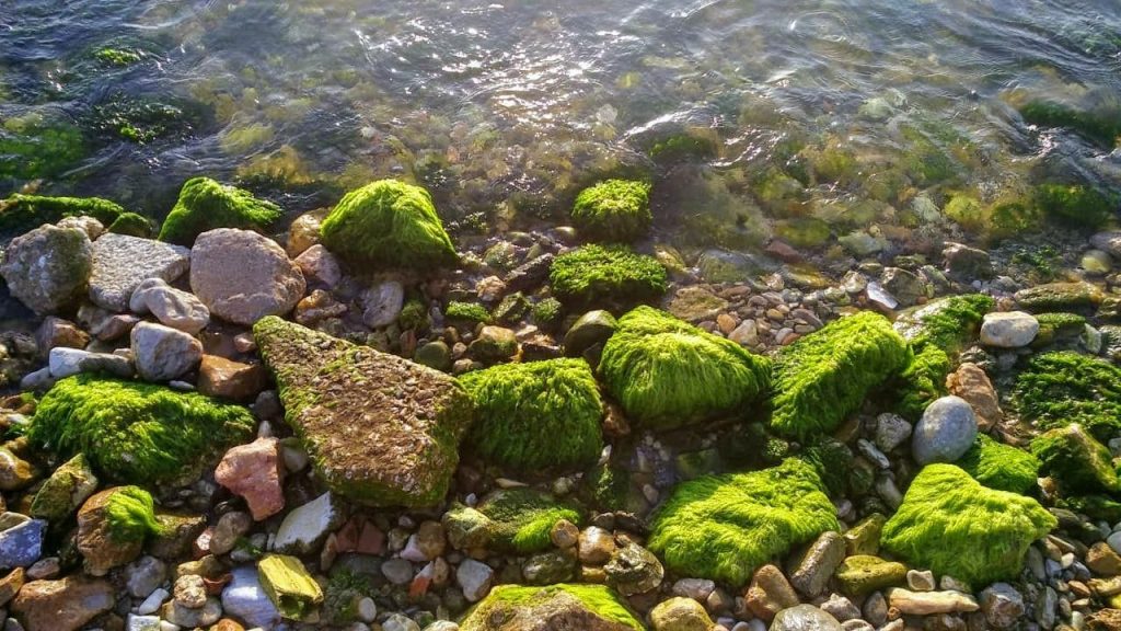 Επιστήμονες υποστηρίζουν ότι βρήκαν τους Κήπους της Εδέμ στην Αφρική