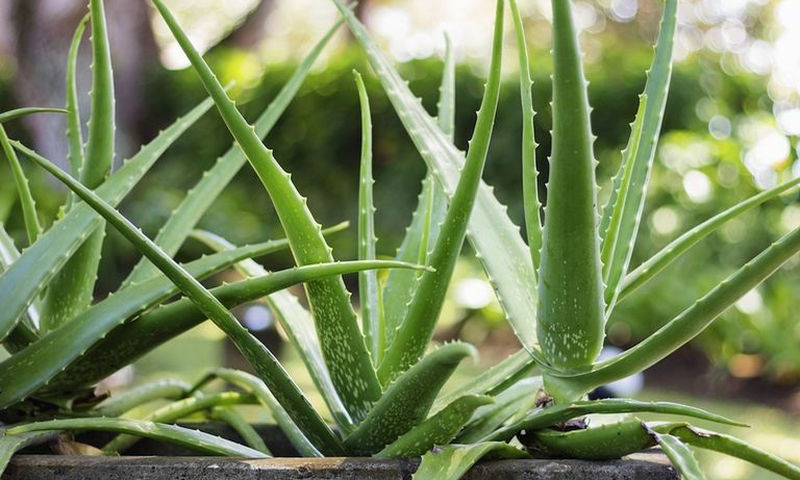 Ποιο φυτό βοηθά το δέρμα του σκύλου και θεραπεύει τον καρκίνο;