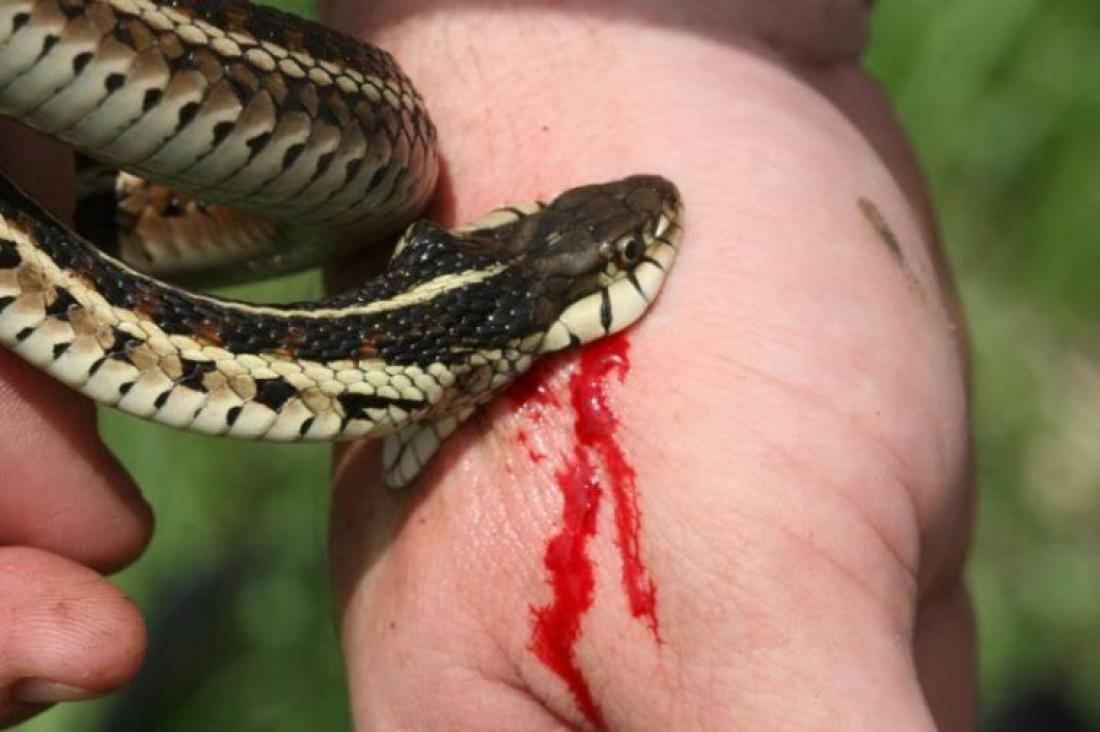 Τον κυνήγησε το δεύτερο πιο επικίνδυνο φίδι στον κόσμο (βίντεο)