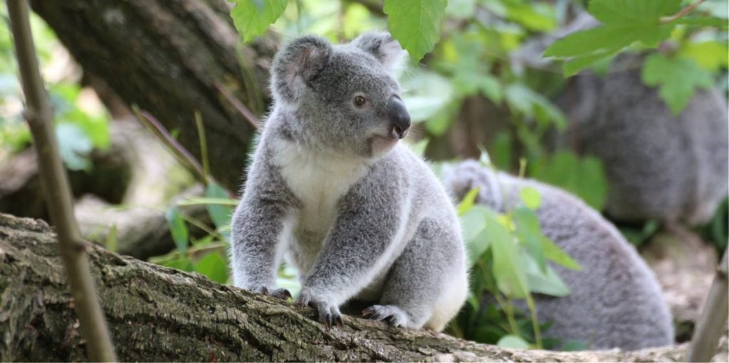 Αυστραλία: Μεγάλη ανησυχία για εκατοντάδες νεκρά κοάλα από τις φονικές πυρκαγιές