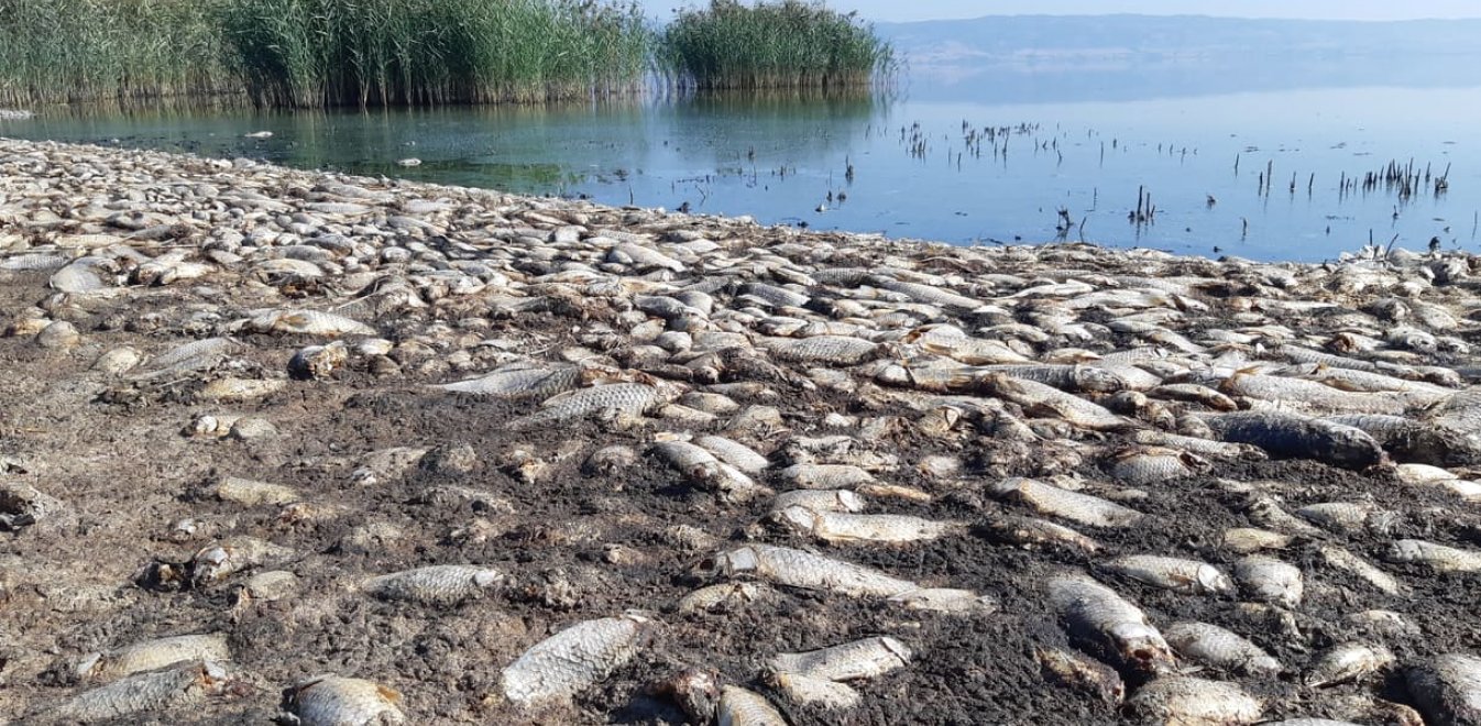 Τι έδειξαν οι αναλύσεις για τα χιλιάδες νεκρά ψάρια στη λίμνη Κορώνεια