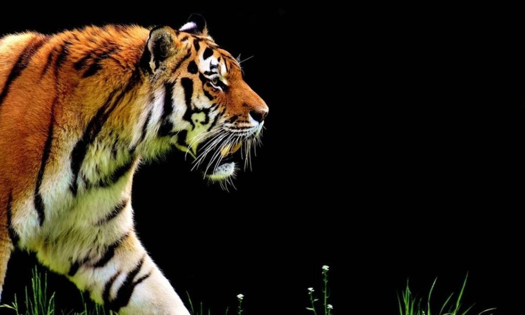 Έβαλαν χρυσά δόντια σε τίγρη (φωτό)