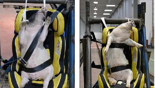 Κακοποίηση δίχως όρια: Αυτοκινητοβιομηχανίες χρησιμοποιούν ζωντανά γουρούνια σε «crash test» αυτοκινήτων