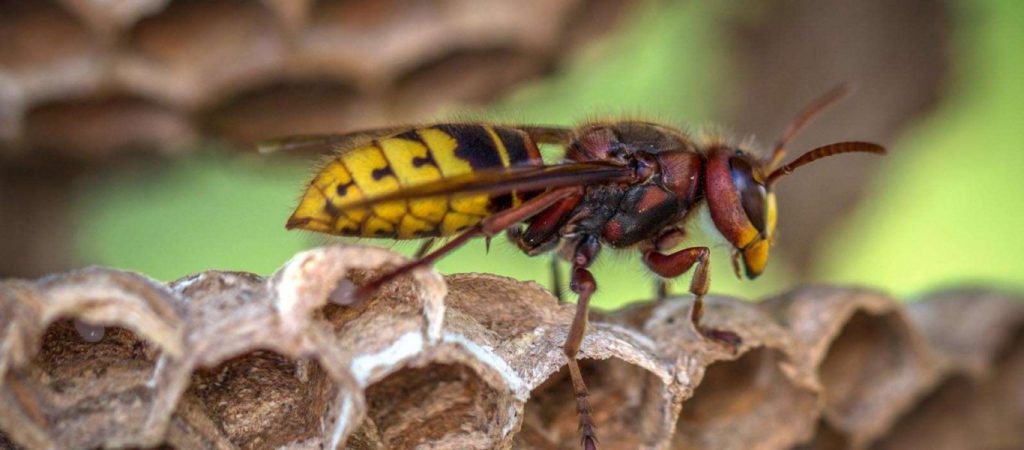 Φρικτός θάνατος για ξεναγό στην Ταϊλάνδη μπροστά στους τουρίστες: Τον τσίμπησαν δεκάδες σφήκες (βίντεο)