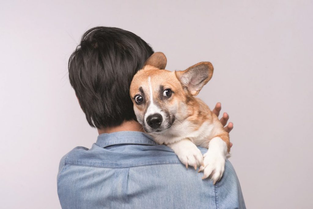 «Πανούργος» σκύλος κάνει τον άρρωστο για να τον λυπηθούν και να του δώσουν φαγητό (βίντεο)