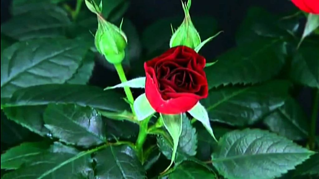 Γιατί γιορτάζουμε το όνομά μας;