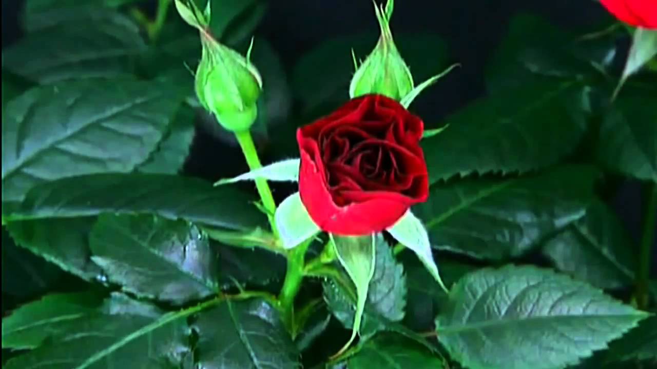 Γιατί γιορτάζουμε το όνομά μας;