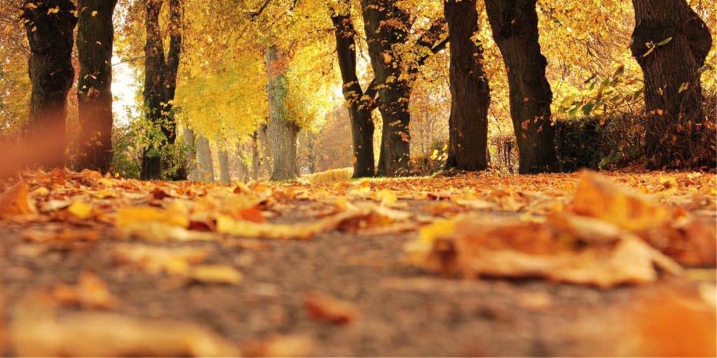 Νοέμβριος: Γνωρίζετε γιατί ονομάζεται κρασομηνάς, Αρχαγγελίτης και Αγιομηνάς;