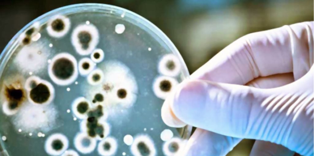 Ο serial killer μύκητας που έχει εξαφανίσει 90 είδη του ζωικού βασιλείου – Σκοτώνει περισσότερο από ότι ο άνθρωπος