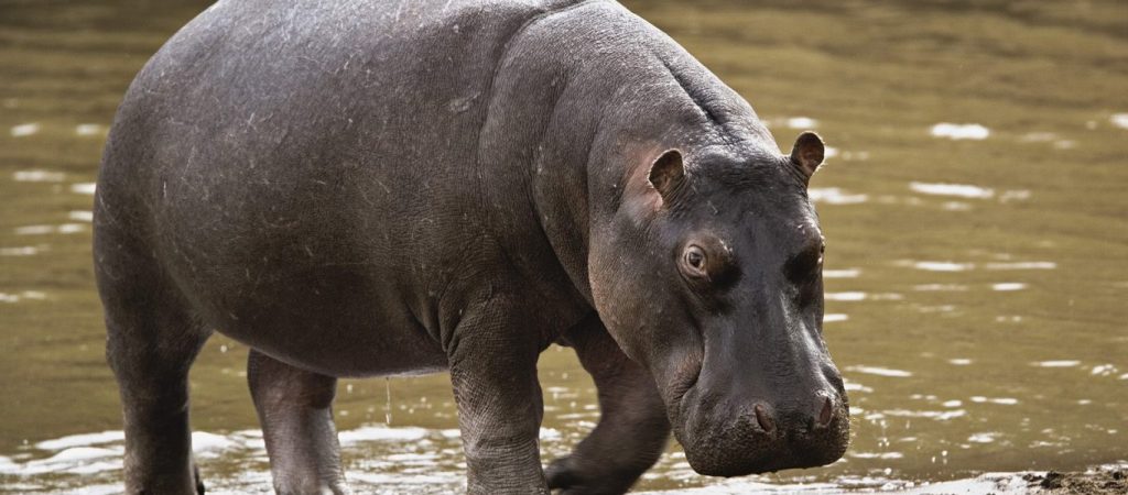 Ιπποπόταμος «τσακίζει» κροκόδειλο για να σώσει βουβάλι (βίντεο)