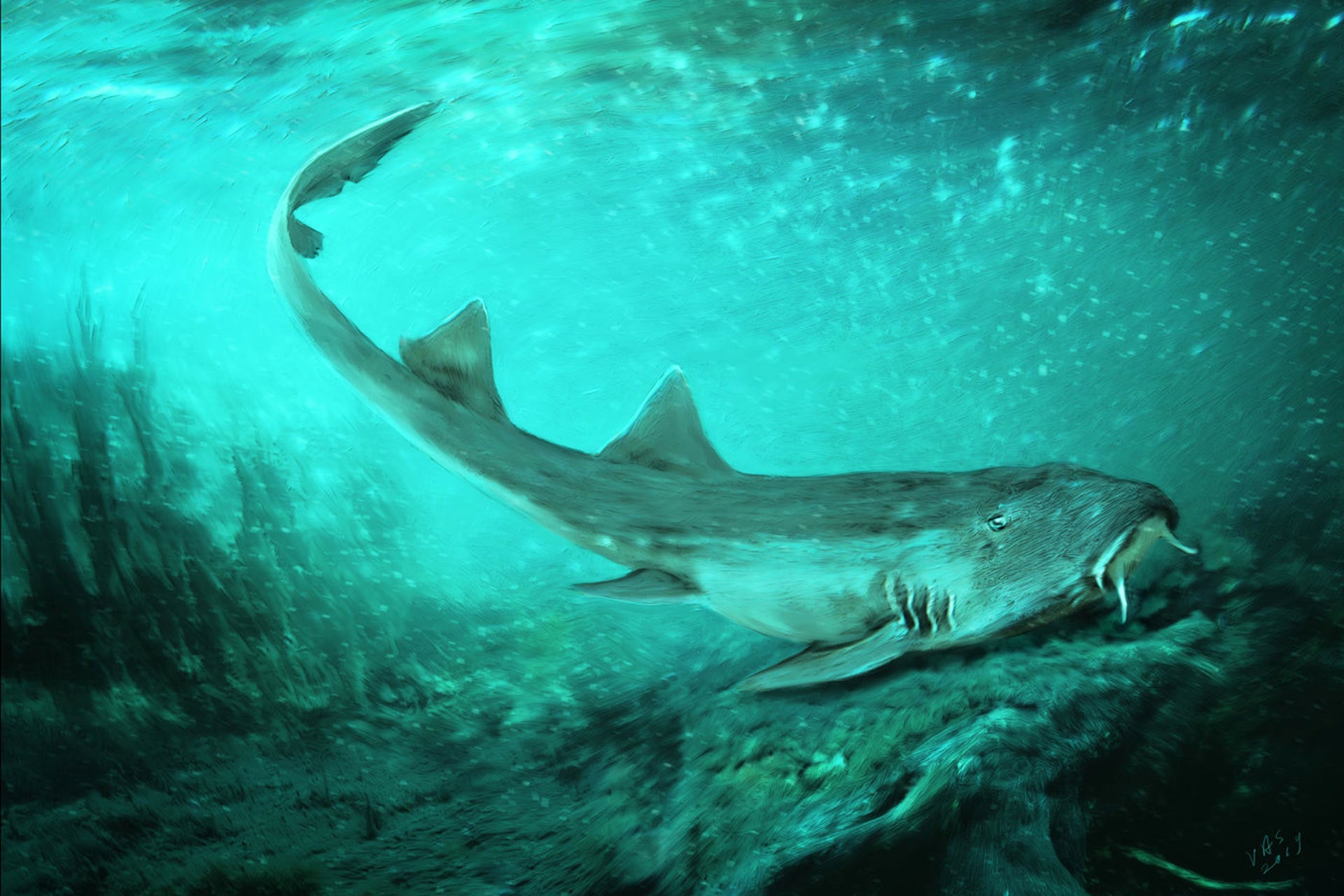 Δύτες εντόπισαν τα δόντια του μεγαλύτερου προϊστορικού καρχαρία μέσα σε υποβρύχιο σπήλαιο (βίντεο)