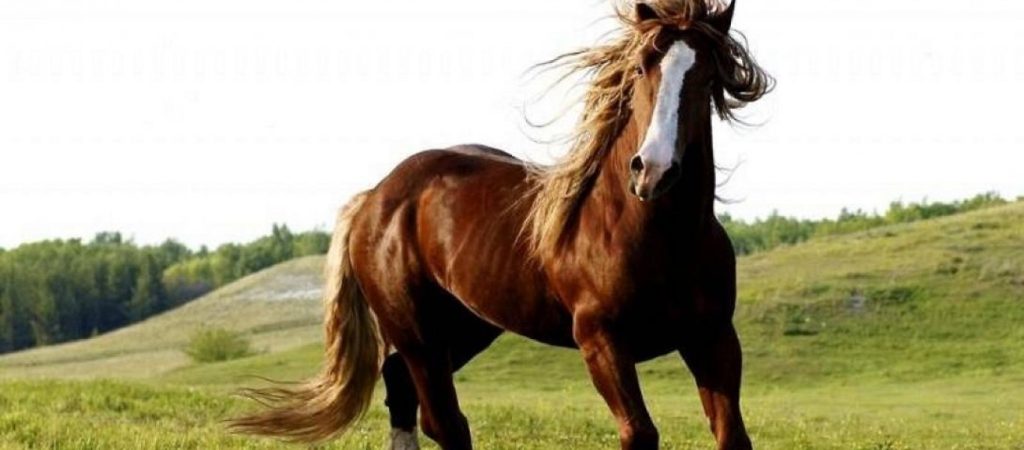 Λαμία: Αδέσποτα άλογα «έκοβαν» βόλτες στους δρόμους της πόλης (φωτο)