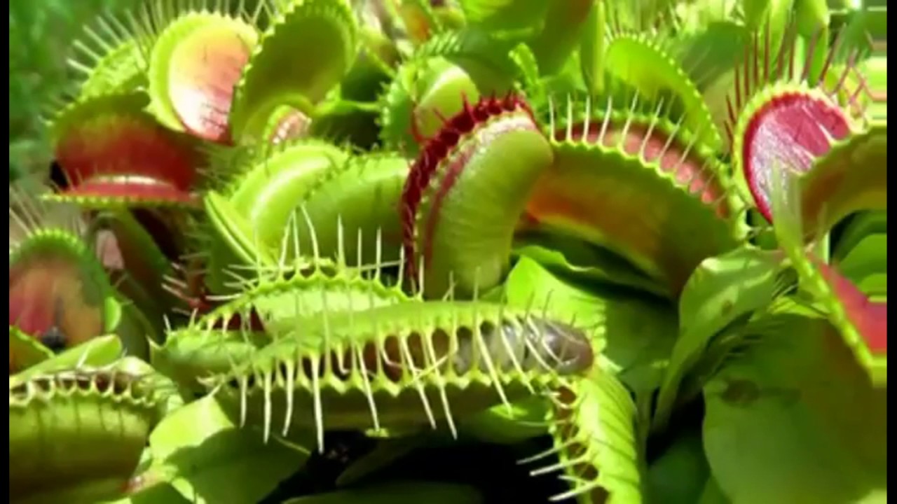 Έτσι παγιδεύουν τα σαρκοβόρα φυτά τα θύματα τους – Η απίστευτη ακρίβεια και ο μηχανισμός της «παγίδας» (βίντεο)