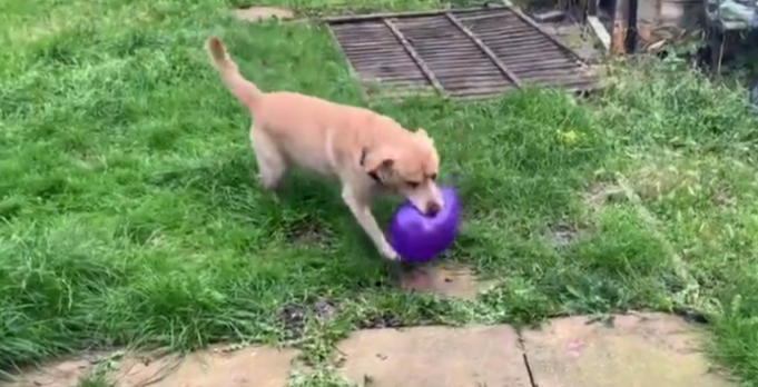 Τι συμβαίνει όταν ένας σκύλος αποφασίζει να παίξει με ένα μπαλόνι; Δείτε το βίντεο και θα… καταλάβετε (βίντεο)