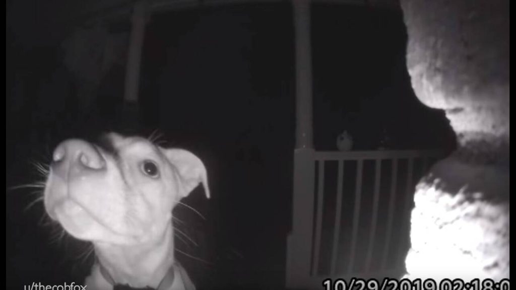 Σκυλίτσα χτυπάει το κουδούνι με τη μουσούδα της επειδή την… ξέχασαν έξω (βίντεο)