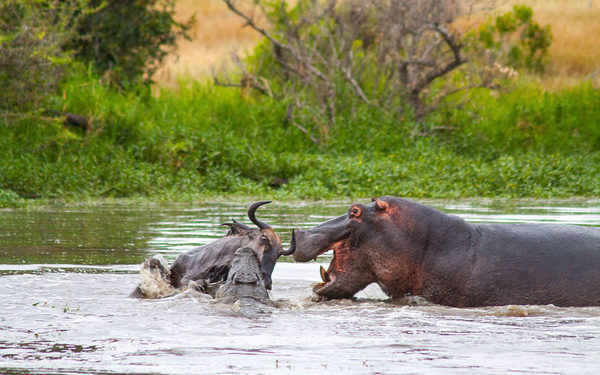 Ατρόμητος ιπποπόταμος «τσακίζει» κροκόδειλο για να σώσει ένα βουβάλι (βίντεο)