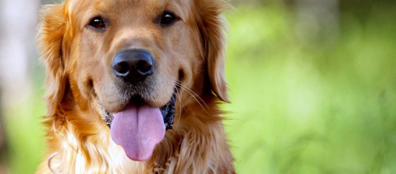 Οι 4+1 τρόποι για να προστατεύσετε τις αρθρώσεις του σκύλου σας