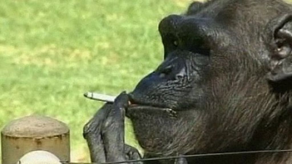 Θηλυκός χιμπατζής «καπνίζει» σαν άνθρωπος σε ζωολογικό κήπο (βίντεο)