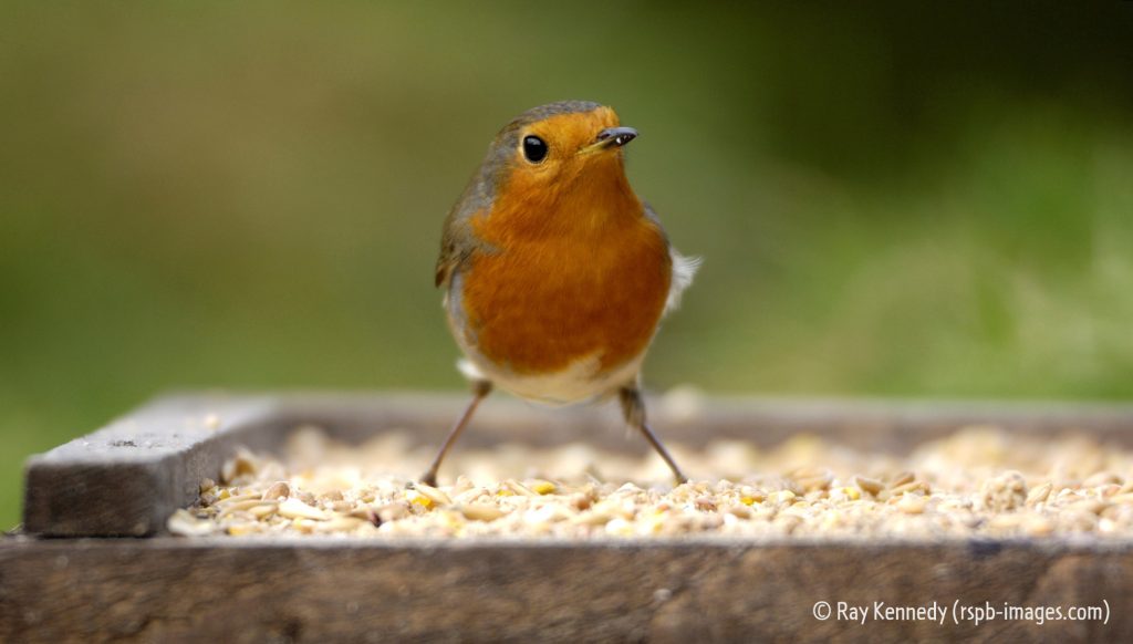 Ο πιο γρήγορος… κοκκινολαίμης
