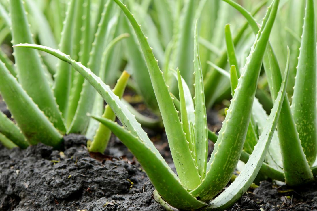 Αλόη: Το θαυματουργό φυτό – Δείτε τους 25 τρόπους που μπορείτε να τη χρησιμοποιήσετε (βίντεο)