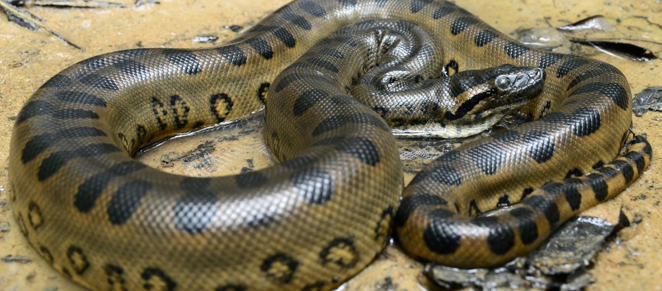 Γιγαντιαίο ανακόντα καταπίνει ολόκληρο το πιο μεγάλο ζωντανό τρωκτικό που υπάρχει στον πλανήτη (βίντεο)