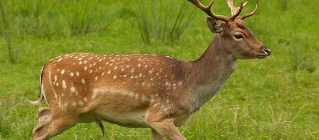 Πολωνία: Ελάφι τράκαρε με… μηχανή (βίντεο)