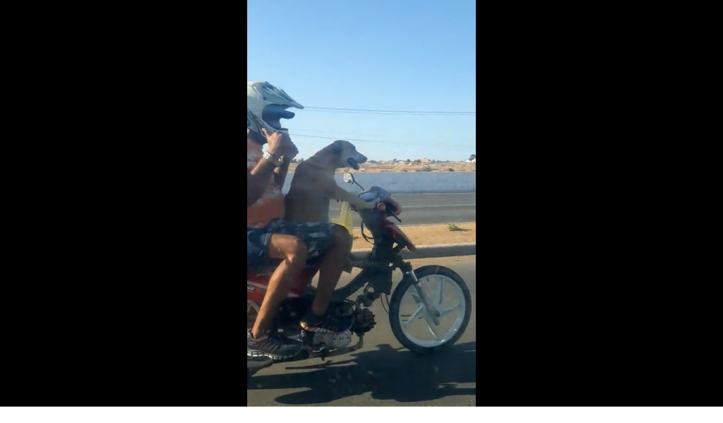 Σκύλος οδηγεί… μηχανάκι και «ρίχνει» το διαδίκτυο (βίντεο)