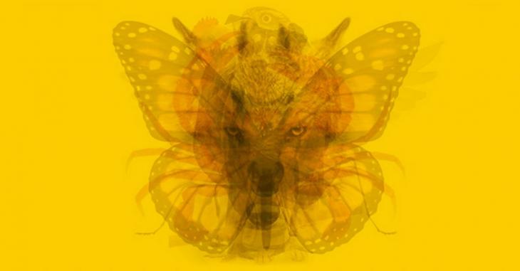 Εσείς ποιο ζώο βλέπετε στην φωτογραφία; – Τι δείχνει για την προσωπικότητά σας;