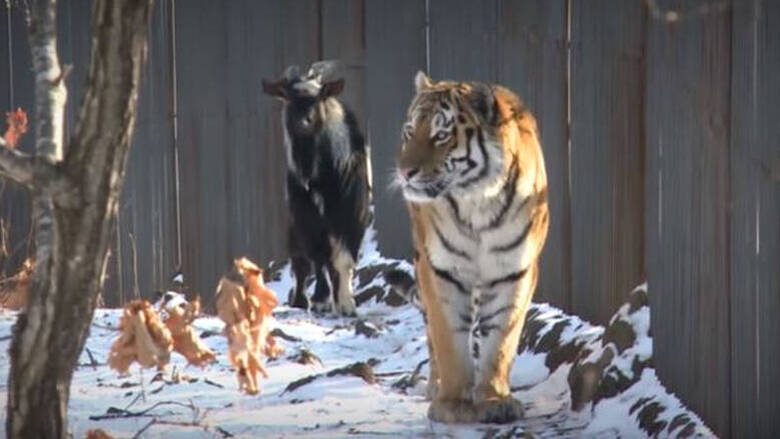 Πέθανε ο τράγος Τιμούρ – Ο καλύτερος φίλος μιας τίγρης (βίντεο)
