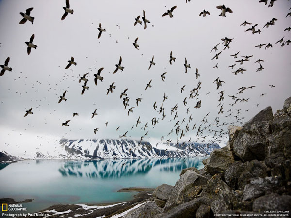 Πουλιά δημιουργούν «μαγικό» χορό στον αέρα και δημιουργούν εκπληκτικές εικόνες (βίντεο)