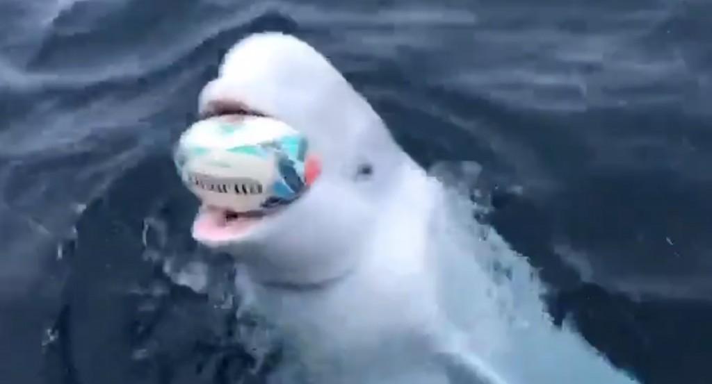 Φάλαινα μπελούγκα παίζει με μπάλα του ράγκμπι και… «ρίχνει» το διαδίκτυο (βίντεο)