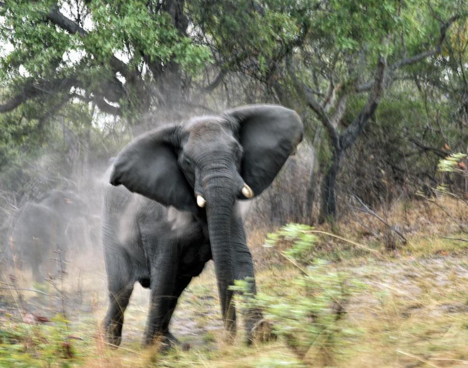 Ινδία: Ελέφαντας σκότωσε 5 χωρικούς – Τον ονόμασαν «Μπιν Λάντεν»