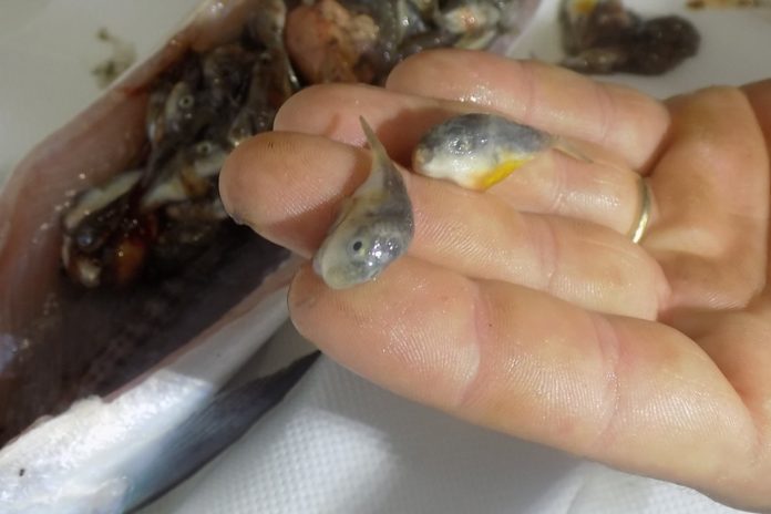 Κρήτη: Καθάρισε το ψάρι που έπιασε και βρήκε μέσα λαγοκέφαλους (φωτο)