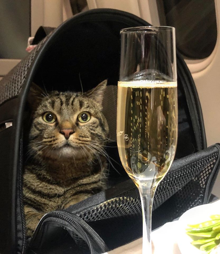 Ρωσία: Επιβάτης της εταιρίας Aeroflot έχασε τα μίλια του – Είπε ψέματα για το βάρος του γάτου του (φωτο)