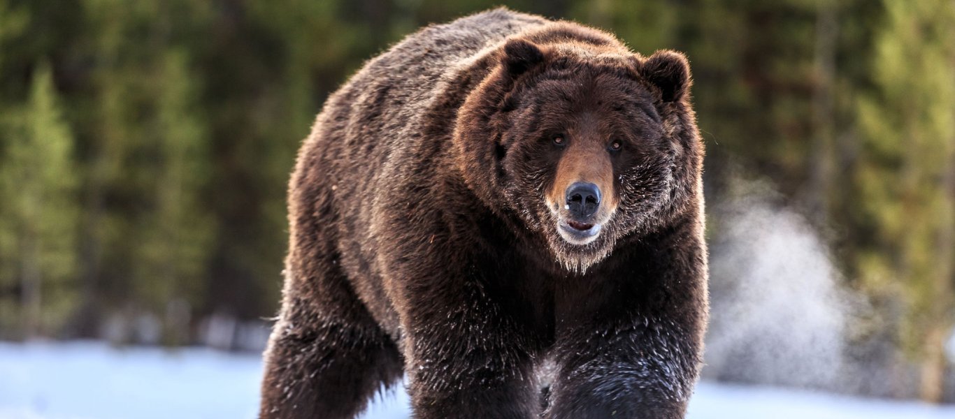 Η «τιτάνια» μάχη μιας αρκούδας με ένα βίσονα (βίντεο)