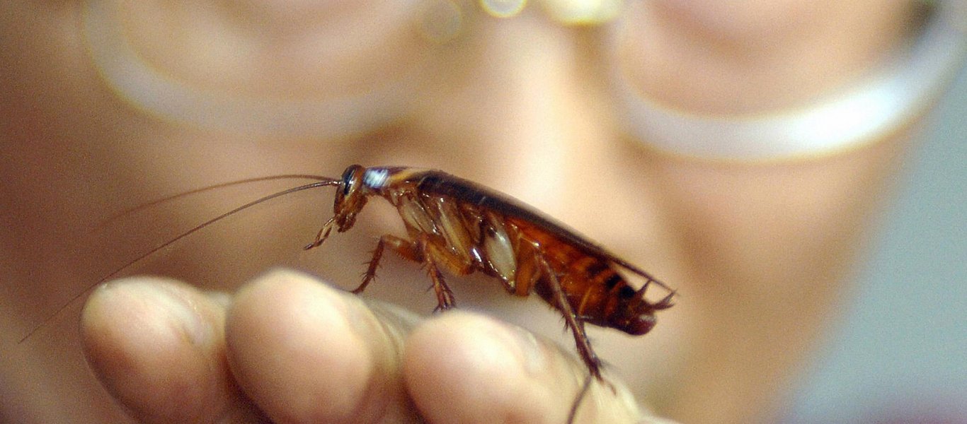 Τελικά οι κατσαρίδες μπορούν να επιβιώσουν σε μια πυρηνική καταστροφή;