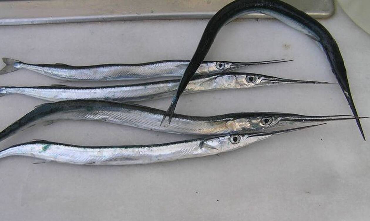 Ιεράπετρα: Ψαράς δεν πίστευε στα μάτια του – «Άνοιξε» τη ζαργάνα και βρήκε… (φώτο)