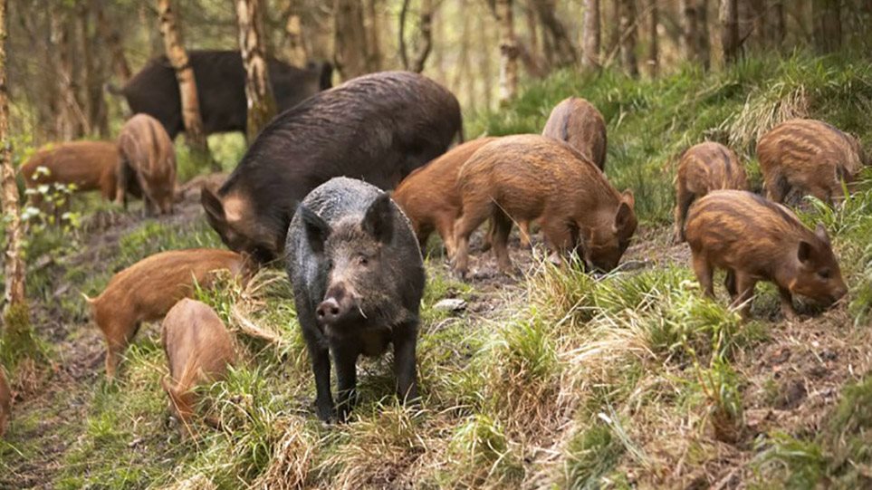 Ο Δήμος Διονύσου προειδοποιεί για τα αγριογούρουνα – Τι συμβαίνει στην περιοχή;