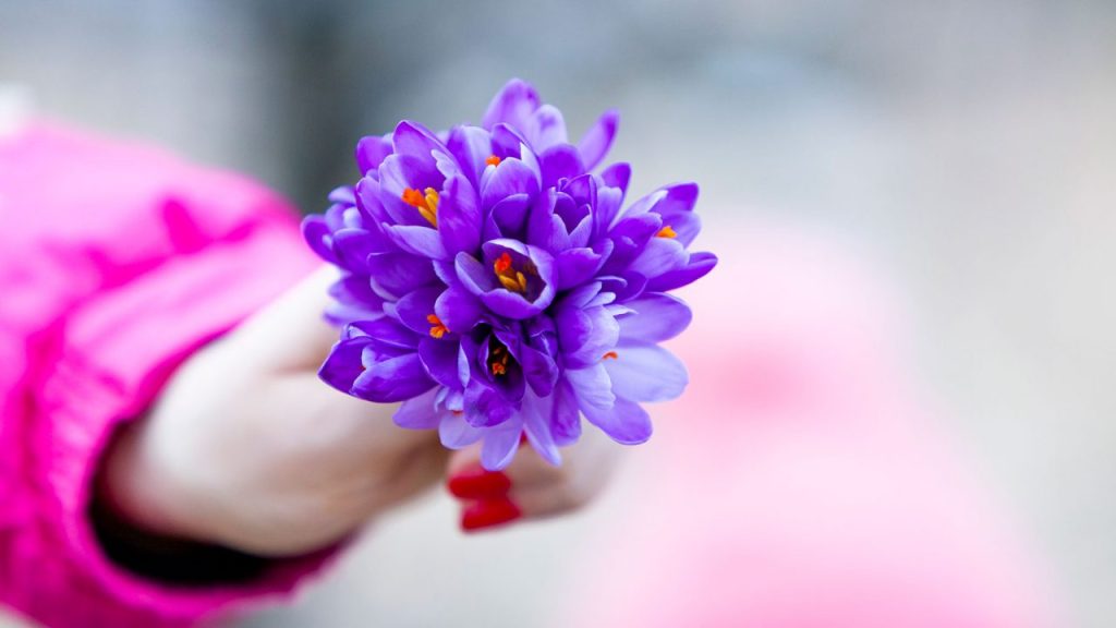 Το αντικαρκινικό φυτό που φυτρώνει στην Ελλάδα και είναι «υπερόπλο» – Έχει μέχρι και αφροδισιακές ιδιότητες