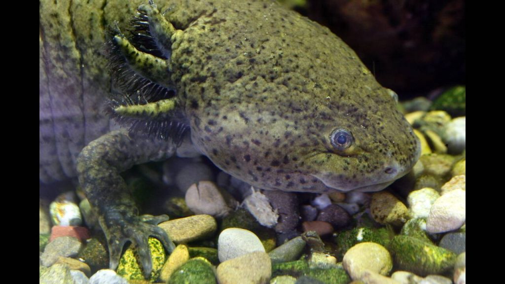 Το «τέρας» του νερού με τις ξεχωριστές ιδιότητες που περπατάει και αναγεννάται από τις στάχτες του (φωτο)