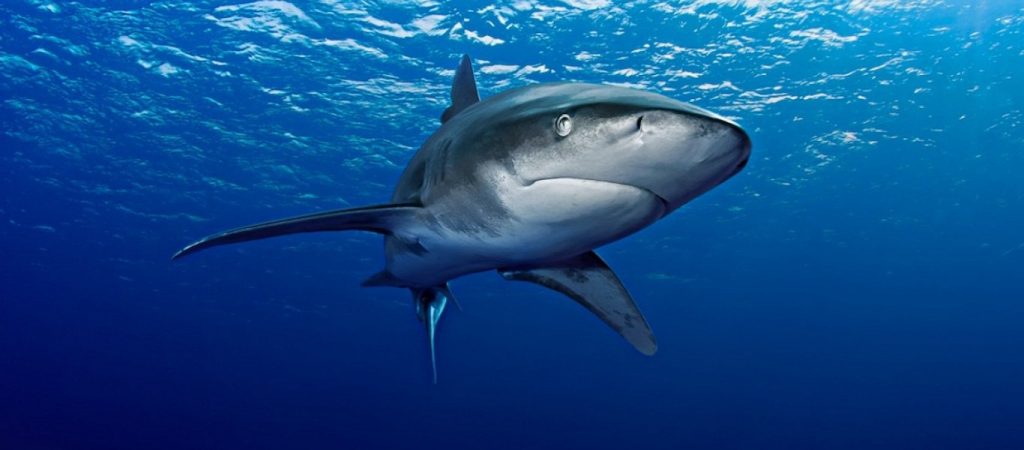 Ψαράς έπιασε καρχαρία 5 μέτρων μεταξύ Ευβοίας και Πηλίου και… τον έριξε στην θάλασσα πάλι!