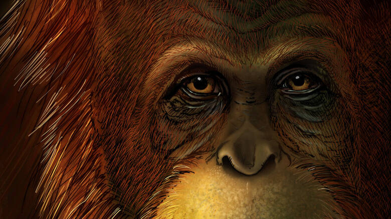 Αυτός είναι ο μεγαλύτερος πίθηκος της Γης: Έμοιαζε με ουρακοτάγκο και ζύγιζε 600 κιλά (φώτο)