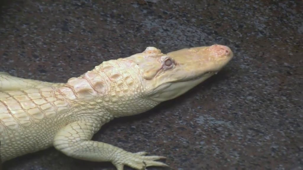 Αυτόν τον αλιγάτορα κανείς δεν θα ήθελε να τον δει από κοντά (βίντεο)