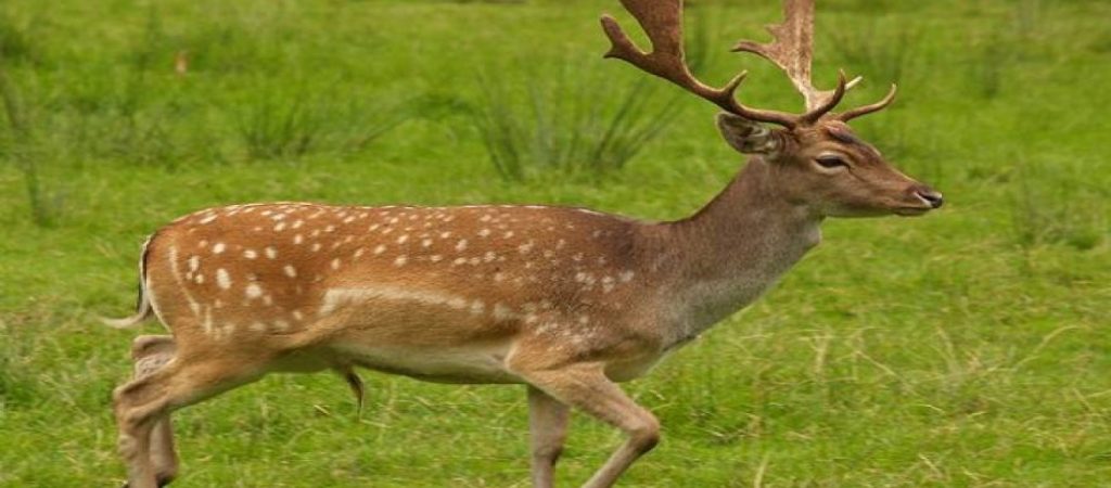 Το ελάφι με τα τρία… κέρατα – Ένα σπάνιο φαινόμενο (φωτό)
