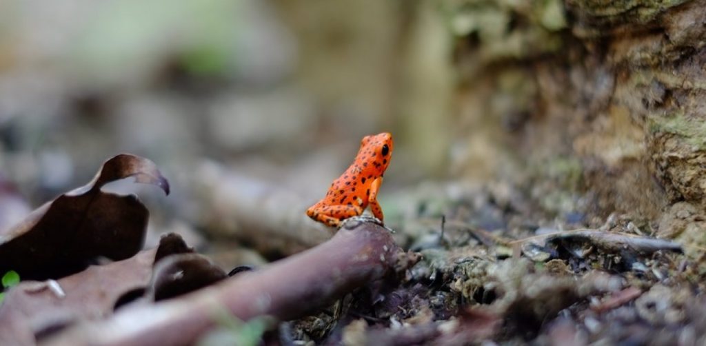 Ο serial killer μύκητας που έχει εξαφανίσει 90 είδη του ζωικού βασιλείου – Σκοτώνει περισσότερο από ότι ο άνθρωπος