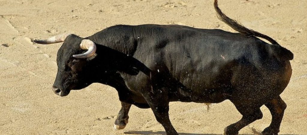 Βόρεια Ινδία: Ταύρος «σκαρφάλωσε» σε πύργο… νερού (βίντεο)